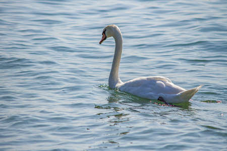 Close up of a Swan in the lake water in summer timeの写真素材