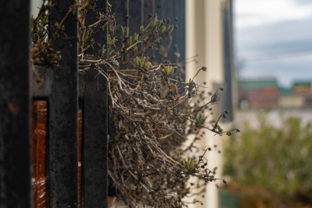 Detail of Dried flowers on the windowsill in winter