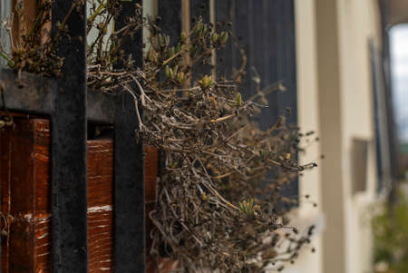 Detail of Dried flowers on the windowsill in winterの写真素材