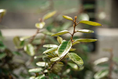 Macro detail of New leaves in springの写真素材