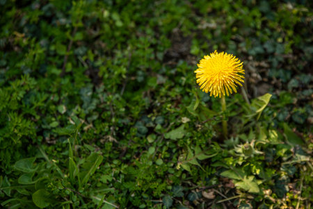 Dandelion flower surrounded by green grass at spring