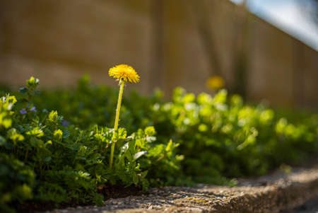 Taraxacum flower surrounded by green grass at springの写真素材