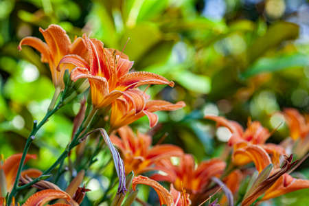 Macro shot of Orange Lilium flower detail in nature at sunset timeの写真素材