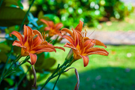 Macro shot of Orange Lilium flower detail in nature at sunset timeの写真素材