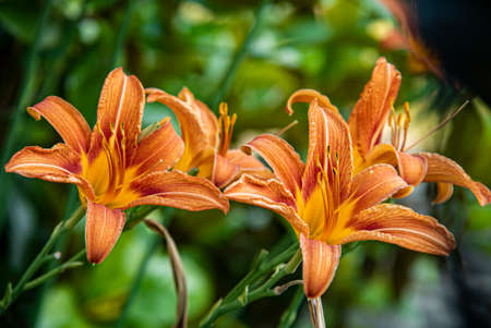Macro shot of Orange Lilium flower detail in nature at sunset timeの写真素材
