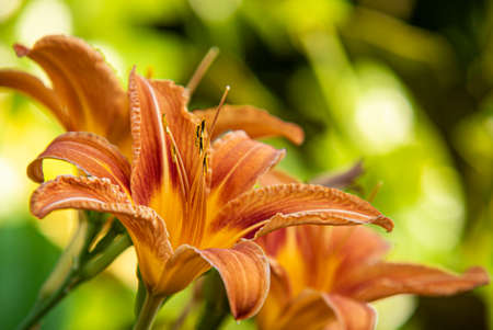 Macro shot of Orange flower detail at sunset timeの写真素材
