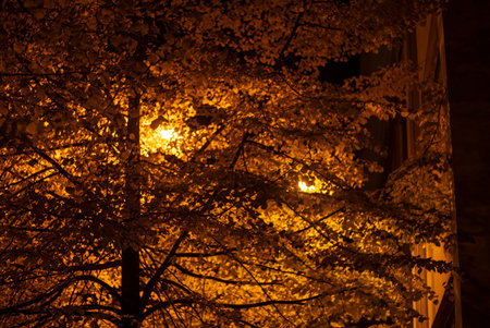 night park land dirt lonely trail with street lantern electricity light ordinary landscape outskirts...
