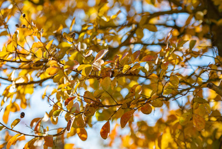 Closeup photo of red autumn leaf in a sunny day