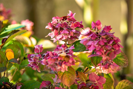 Detail of Beautiful flowers are withering in nature