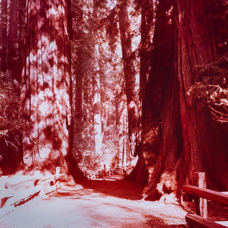 REDWOOD, CALIFORNIA MAY 1970: Nurse Log in 70'sのeditorial素材