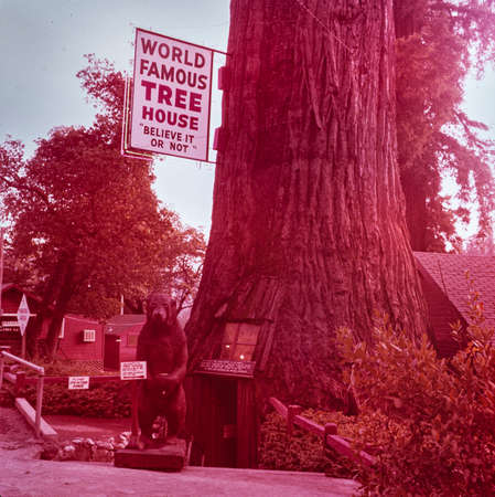 REDWOOD, CALIFORNIA MAY 1970: tree house detail in the 70'sのeditorial素材