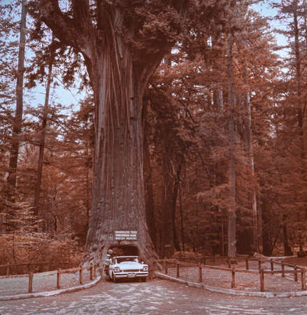 REDWOOD, CALIFORNIA MAY 1970: Chandelier tree in the 70'sのeditorial素材