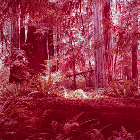 REDWOOD, CALIFORNIA MAY 1970: Nurse Log in 70'sのeditorial素材