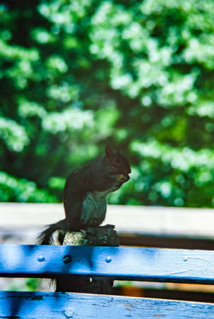 NEW YORK, UNITED STATES MAY 1970: Squirrel on the bench in the 70'sのeditorial素材
