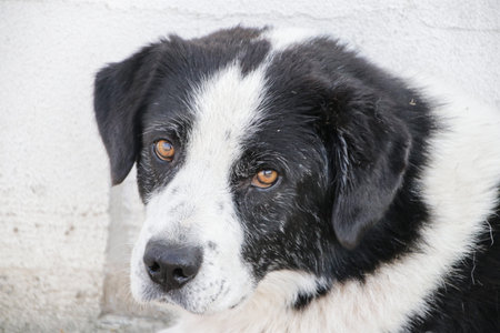 Detail of Cute black and white spotty dog portrait close up