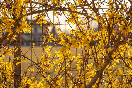 Macro shot of Yellow flowers in springの写真素材