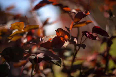 Foliage image with selective focus in spring