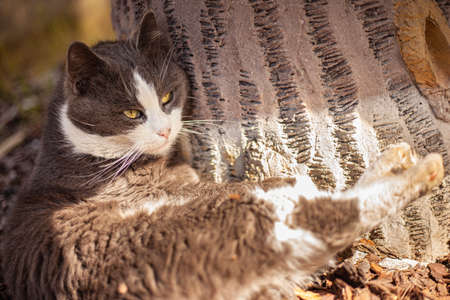 Close up shot of Cute cat relaxing outdoorの写真素材