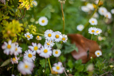Close up shot of Flowers daisy spring bokeh. Selective focus shotの写真素材