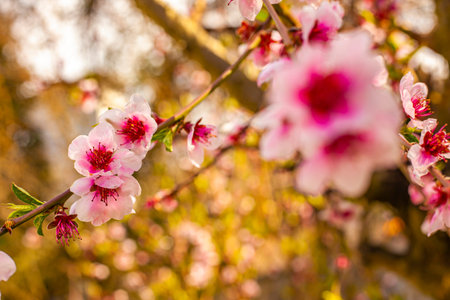 Macro shot of Peach blossoms in spring. Selective focus shot of peach flower in spring