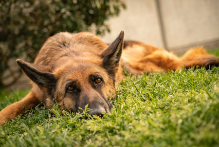 German shepherd dog portrait in the meadowの写真素材