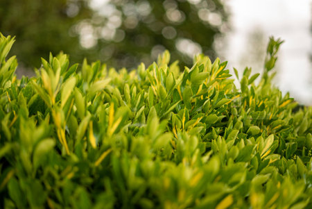 Green leaves texture in spring. Leaves of ornamental plants