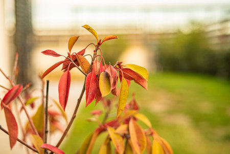 Detail of Potted ornamental plant outdoor. Selective focus image.
