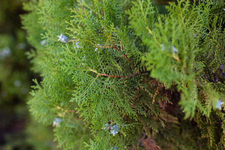 Pine needle macro shot in summer timeの写真素材