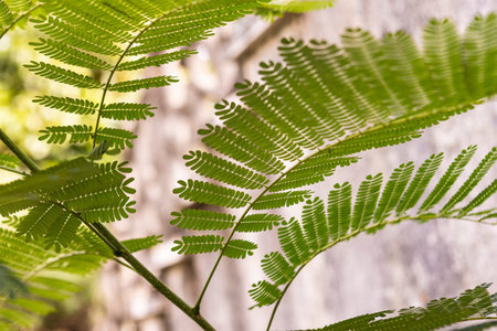 Fern leaves detail - Fern leaves in nature