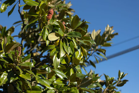Magnolia leaves detail under a blue sky