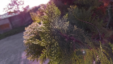Pine needles in nature macro detail