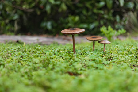 Volvopluteus gloiocephalus mushroom grows in a garden. The big sheath mushroom (Volvopluteus gloiocephalus) is an edible mushroomの写真素材