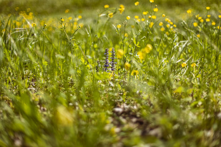 This macro photograph captures the essence of spring with its vibrant colors and evocative imagery of fresh grass.の写真素材