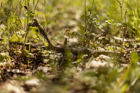A fresh spring branch laying on the vibrant green grass. Ideal for nature, springtime and environmental themes.の写真素材