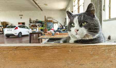 A drowsy and bemused cat captured in the setting of a garage.の写真素材
