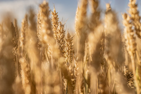 A captivating macro photograph capturing the beauty of a ripe wheat spike in a summer field.の写真素材