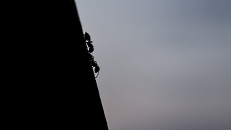 Enthralling silhouette view of ants marching uphill, portraying resilience and teamwork.の写真素材