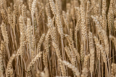 A close-up image capturing the details of ripe wheat spikes under the summer sun.の写真素材