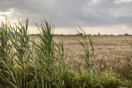 A mesmerizing image capturing the heart of a summer rural landscape in Northern Italy.の写真素材
