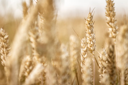 Detailed view of organic barley spikes in cultivation, exemplifying sustainable agriculture.の写真素材