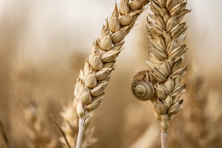 An intimate macro shot featuring organic barley spikes with a small snail, showcasing nature's details.の写真素材
