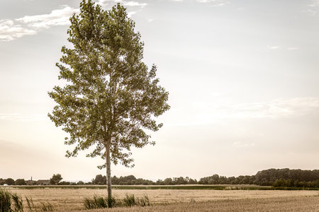 A singular tree stands amidst the vibrant, picturesque fields of the Italian countryside.の写真素材