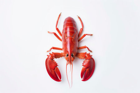A succulent fresh lobster, showcased as a prime food ingredient for gourmet dishes.の素材