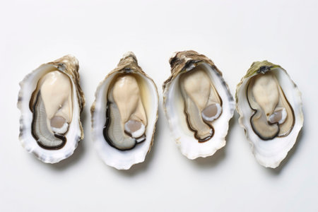 A delicious food composition featuring succulent oysters. Gourmet seafood photography on displayの素材