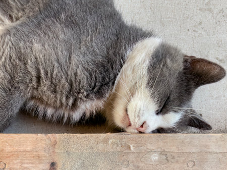 A charming stray cat peacefully rests in a dirty environment, contrasting innocence with neglect.の写真素材