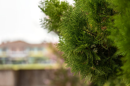 Close-up macro shot capturing intricate details of pine tree foliage.