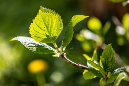 Detailed view of a vibrant green leaf on a tree in Po Valley, Italy.