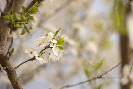 A branch with white flowers stands out against a vivid blue sky.