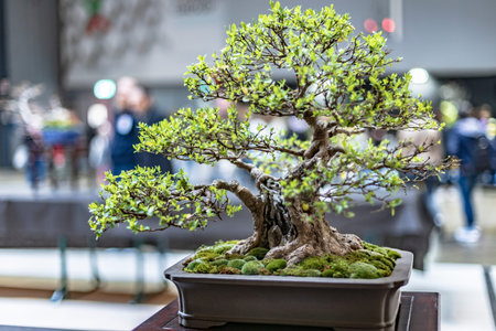 A meticulously crafted bonsai tree beautifully exposed, showcasing the art of miniature landscaping.