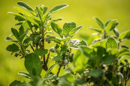Close-up view of sage leaves, emphasizing the textured details and herbal freshness.